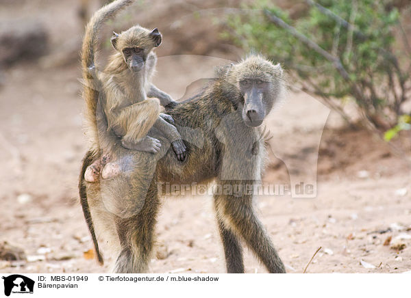 Brenpavian / chacma baboon / MBS-01949