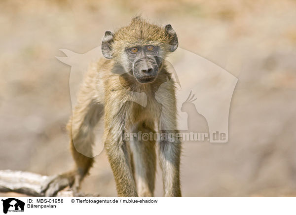 Brenpavian / chacma baboon / MBS-01958