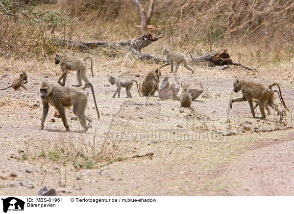 Brenpavian / chacma baboon / MBS-01961