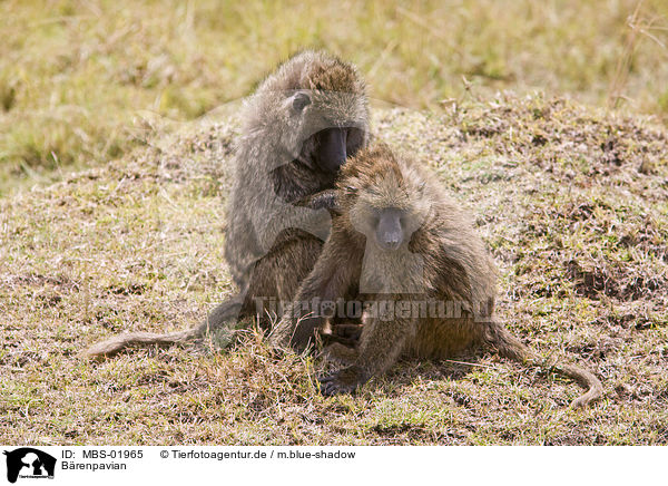 Brenpavian / chacma baboon / MBS-01965