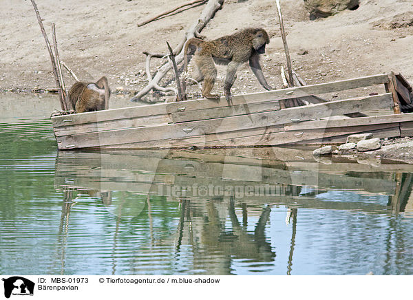 Brenpavian / chacma baboon / MBS-01973