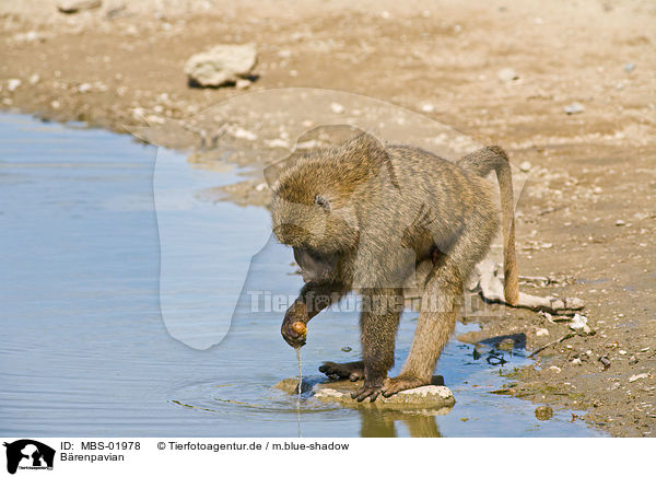 Brenpavian / chacma baboon / MBS-01978