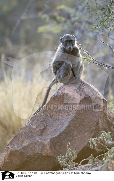 Brenpavian / cape baboon / MBS-11649