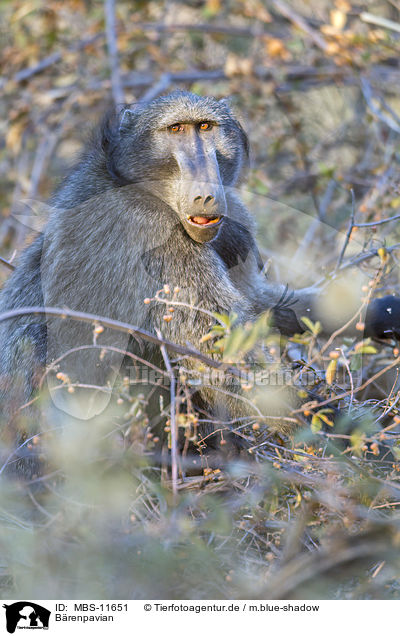 Brenpavian / cape baboon / MBS-11651