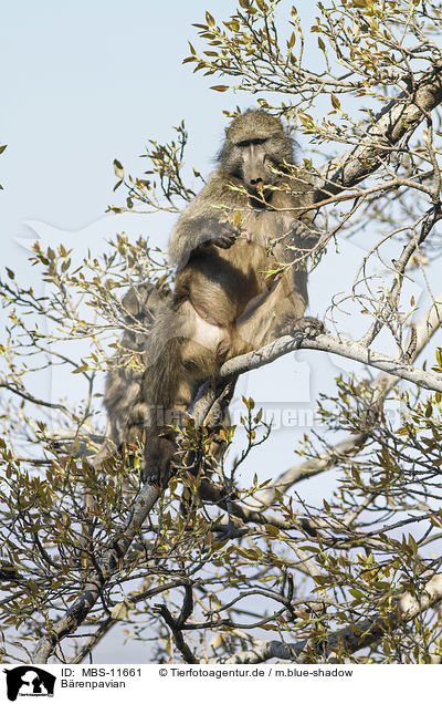 Brenpavian / cape baboon / MBS-11661