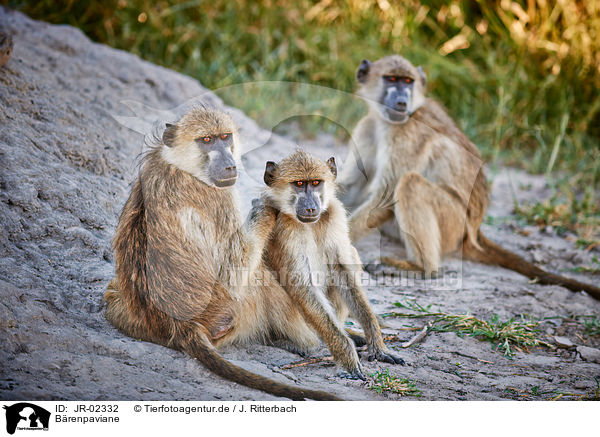 Brenpaviane / Cape baboons / JR-02332