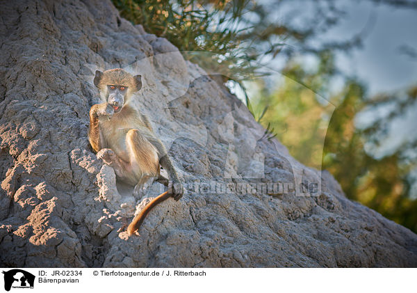 Brenpavian / Cape baboon / JR-02334