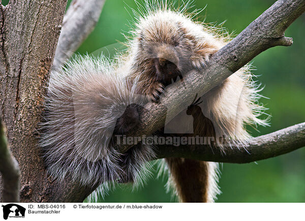 Baumstachler / MBS-04016