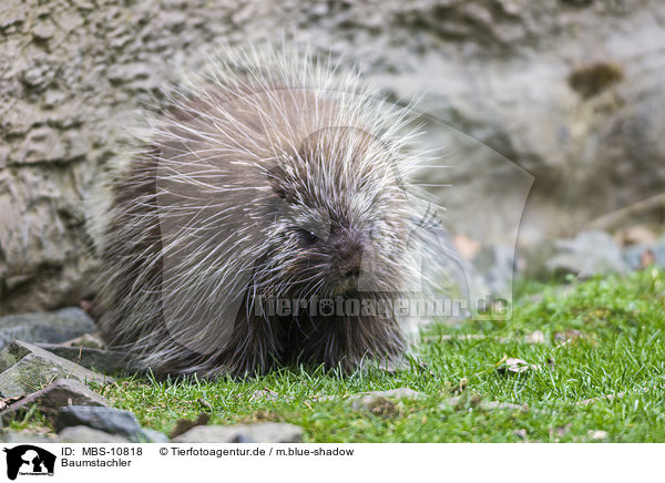 Baumstachler / New World Porcupine / MBS-10818