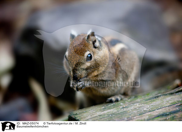 Baumstreifenhrnchen / Asiatic striped squirrel / MAZ-05074