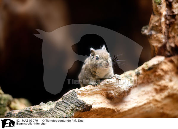 Baumstreifenhrnchen / Asiatic striped squirrel / MAZ-05076