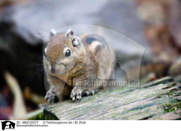 Baumstreifenhrnchen / Asiatic striped squirrel / MAZ-05077
