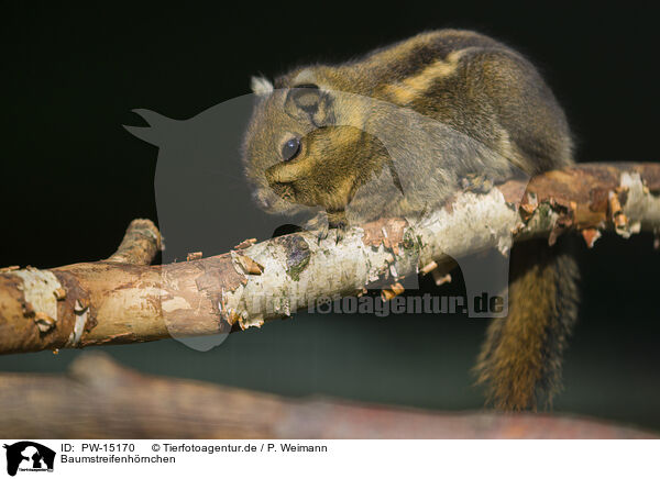 Baumstreifenhrnchen / Asiatic striped squirrel / PW-15170