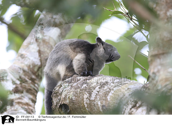 Bennett-Baumk�nguru / Bennett's tree-kangaroo / FF-08113