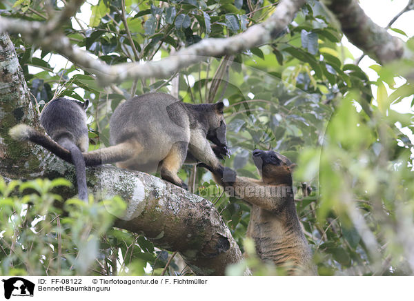 Bennett-Baumknguru / Bennett's tree-kangaroo / FF-08122