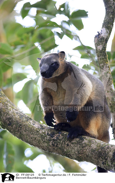 Bennett-Baumknguru / Bennett's tree-kangaroo / FF-08125