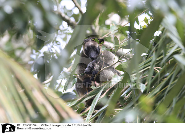 Bennett-Baumkngurus / Bennett's tree-kangaroos / FF-08134