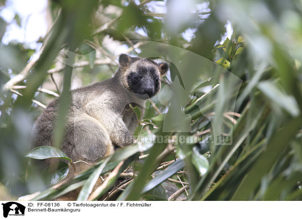 Bennett-Baumknguru / Bennett's tree-kangaroo / FF-08136