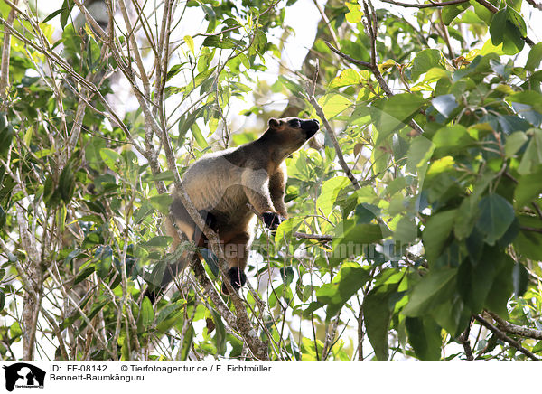 Bennett-Baumknguru / Bennett's tree-kangaroo / FF-08142