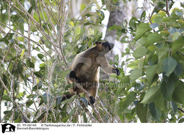 Bennett-Baumknguru / Bennett's tree-kangaroo / FF-08146