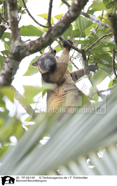 Bennett-Baumknguru / Bennett's tree-kangaroo / FF-08149