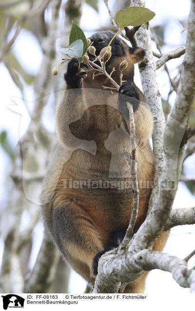 Bennett-Baumknguru / Bennett's tree-kangaroo / FF-08163