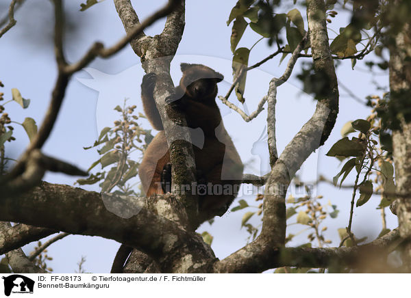 Bennett-Baumknguru / Bennett's tree-kangaroo / FF-08173