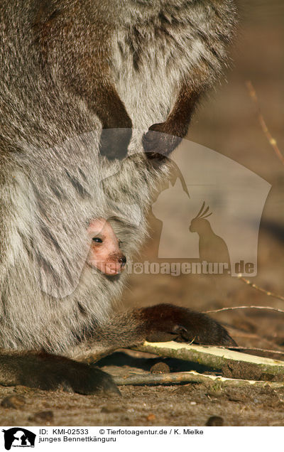 junges Bennettknguru / young kangaroo / KMI-02533