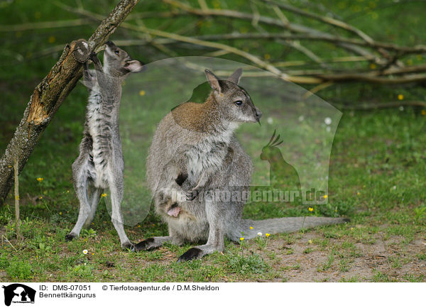 Bennettkngurus / kangaroos / DMS-07051