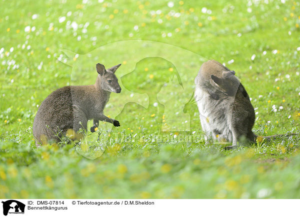 Bennettkngurus / kangaroos / DMS-07814