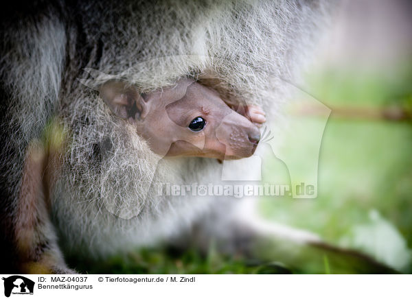 Bennettkngurus / Red-necked wallabies / MAZ-04037