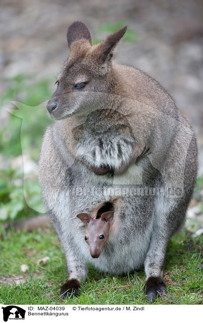 Bennettkngurus / Red-necked wallabies / MAZ-04039