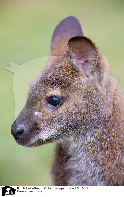 Bennettkngurus / Red-necked wallabies / MAZ-04042