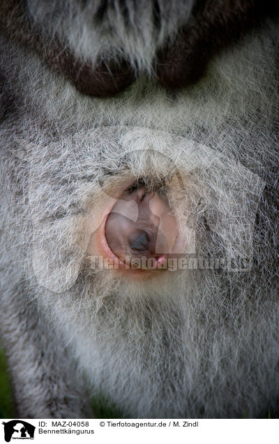 Bennettk�ngurus / Red-necked wallabies / MAZ-04058