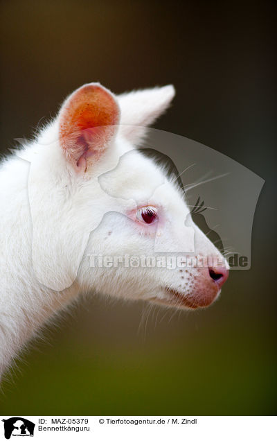 Bennettknguru / Bennett's wallaby / MAZ-05379