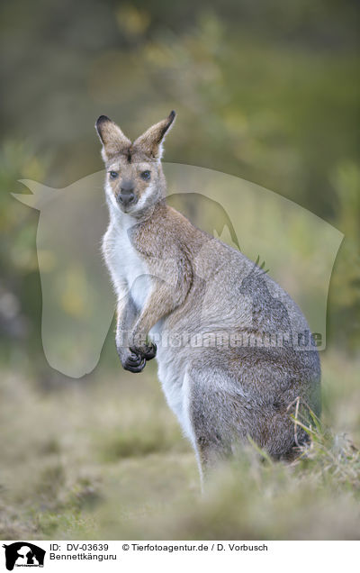 Bennettknguru / Bennett's wallaby / DV-03639