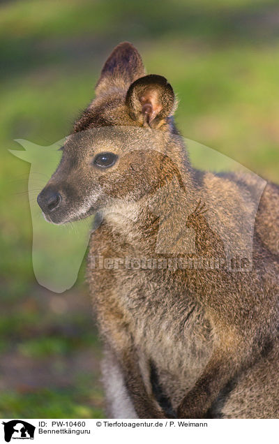 Bennettknguru / English Red-necked Wallaby / PW-10460
