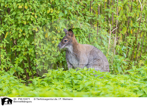 Bennettknguru / English Red-necked Wallaby / PW-10471