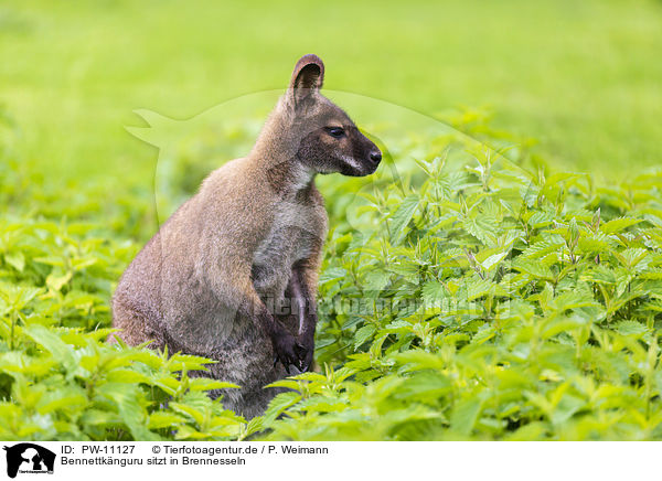 Bennettknguru sitzt in Brennesseln / Bennett kangaroo sits in nettles / PW-11127
