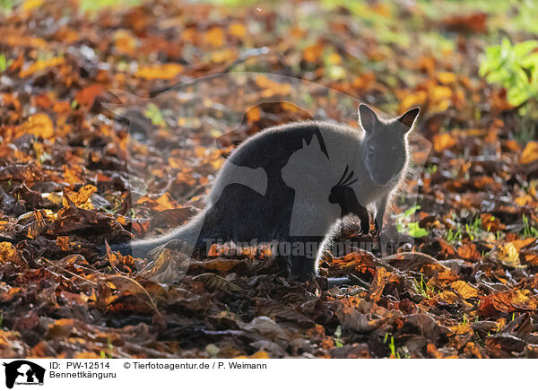 Bennettknguru / English Red-necked Wallaby / PW-12514