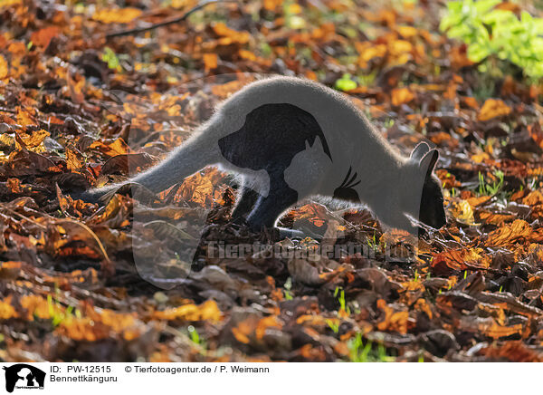 Bennettknguru / English Red-necked Wallaby / PW-12515