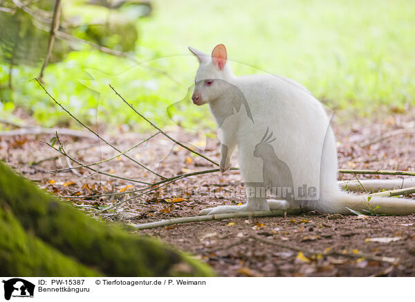 Bennettknguru / English Red-necked Wallaby / PW-15387