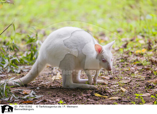 Bennettknguru / English Red-necked Wallaby / PW-15392