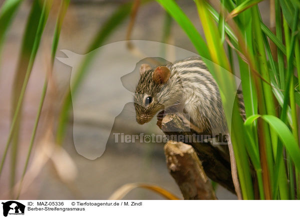 Berber-Streifengrasmaus / Barbary lemniscomys / MAZ-05336