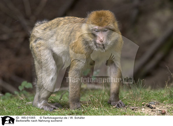 Berberaffe nach Nahrung suchend / barbary ape / WS-01065