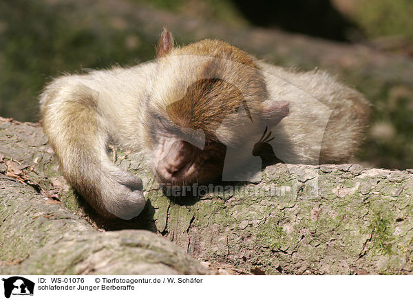 schlafender Junger Berberaffe / sleeping barbary ape / WS-01076