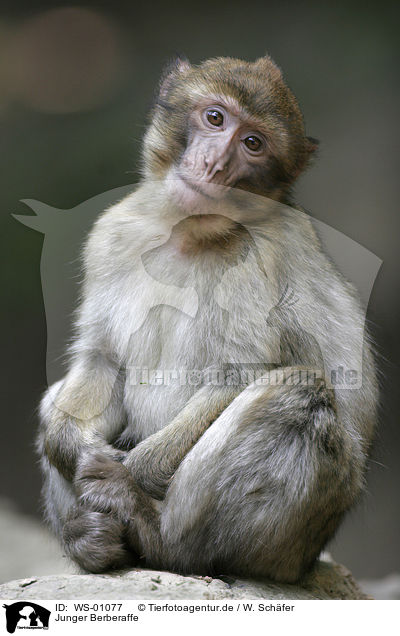 Junger Berberaffe / barbary ape / WS-01077