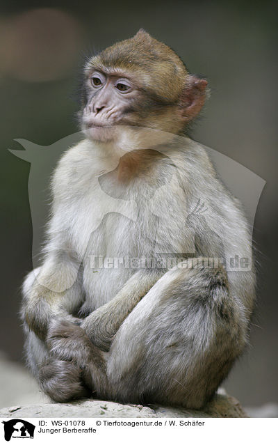 Junger Berberaffe / barbary ape / WS-01078