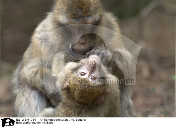 Berberaffenmutter mit Baby / barbary apes / WS-01084