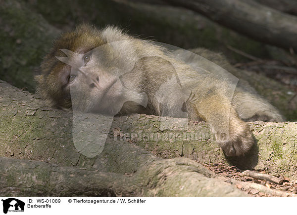 Berberaffe / WS-01089